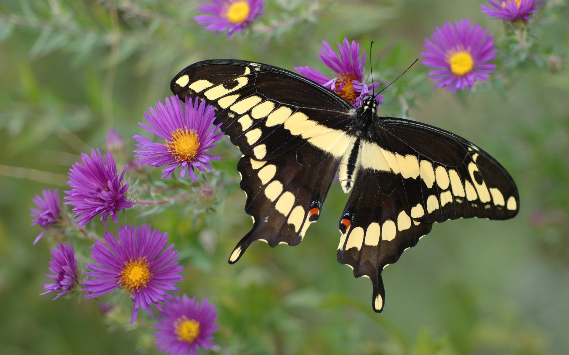 A vibrant butterfly with black and yellow wings rests on purple flowers, surrounded by lush green foliage, showcasing the beauty of nature's wildlife.