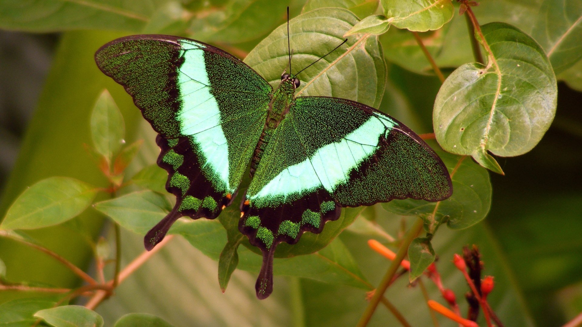A vibrant butterfly with striking teal and black wings rests on green foliage, showcasing the delicate beauty of this animal in its natural habitat.