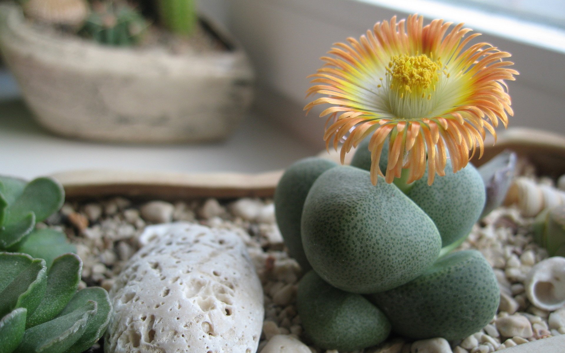 Blooming Wonder: Nature's Unique Flower