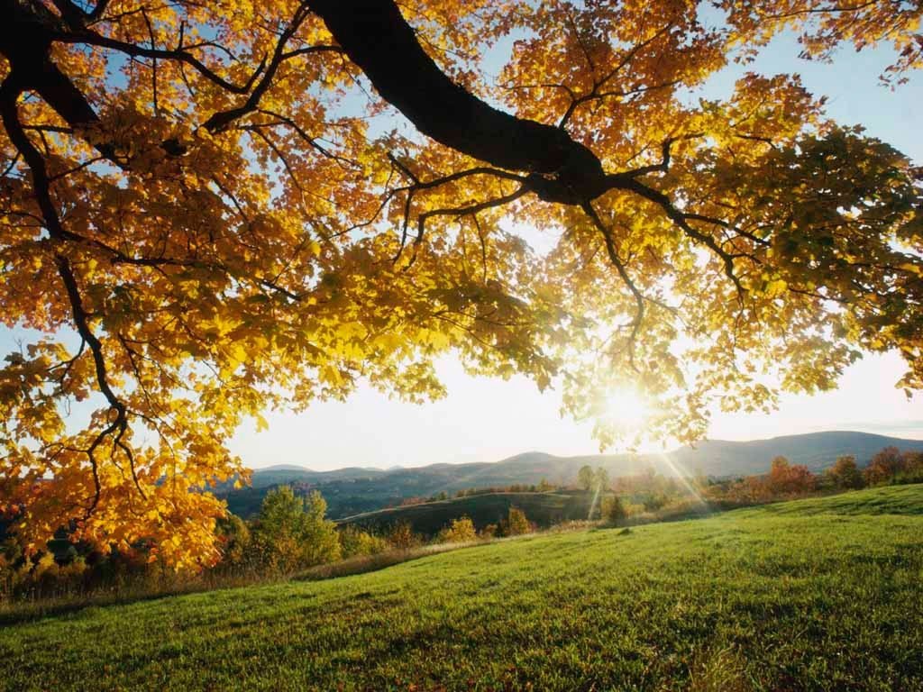 Sunlight filters through golden autumn leaves on a large tree overlooking a green landscape with distant hills under a clear sky.
