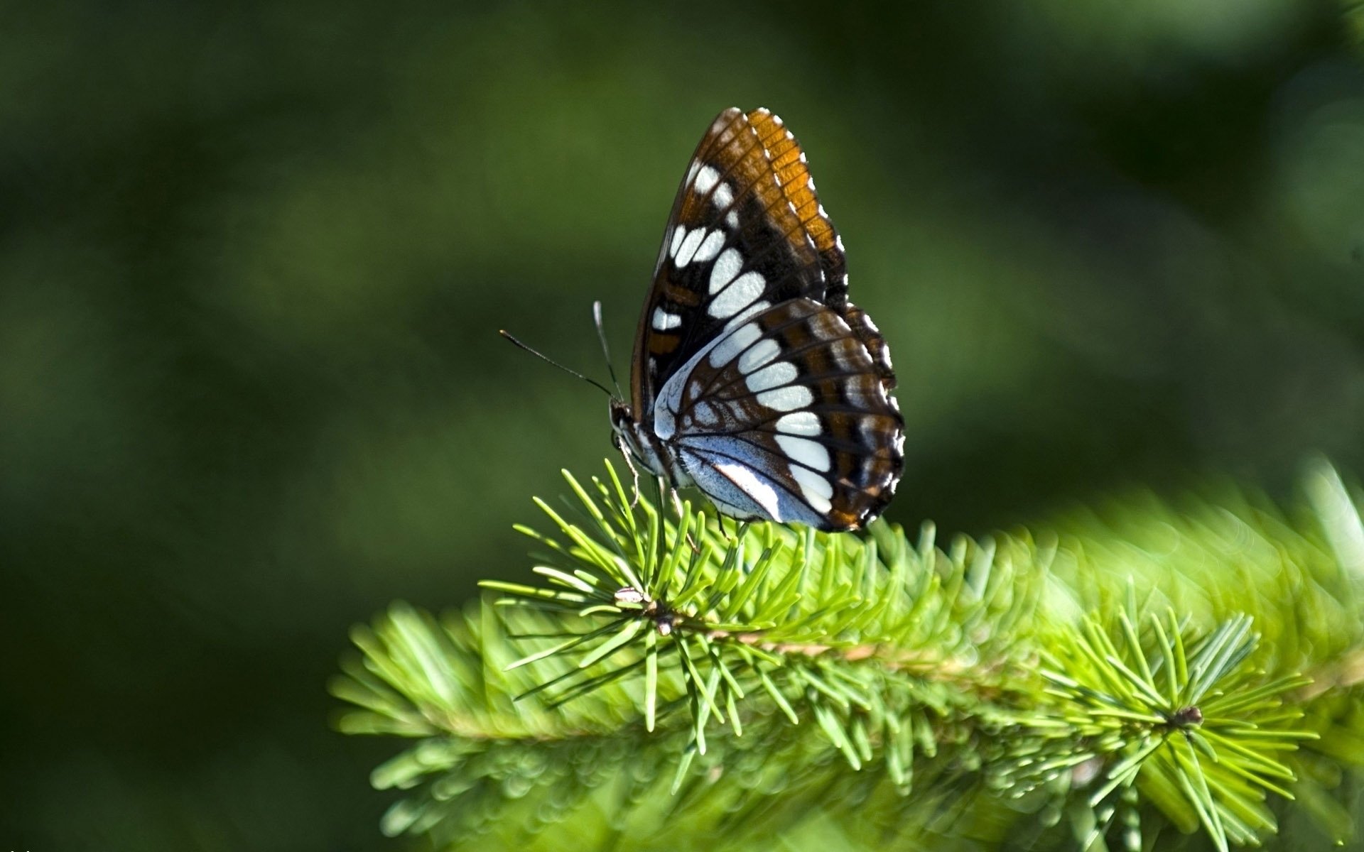 A butterfly with intricate patterns and vibrant colors perches gracefully on a green pine branch, showcasing the beauty of nature's delicate animals.