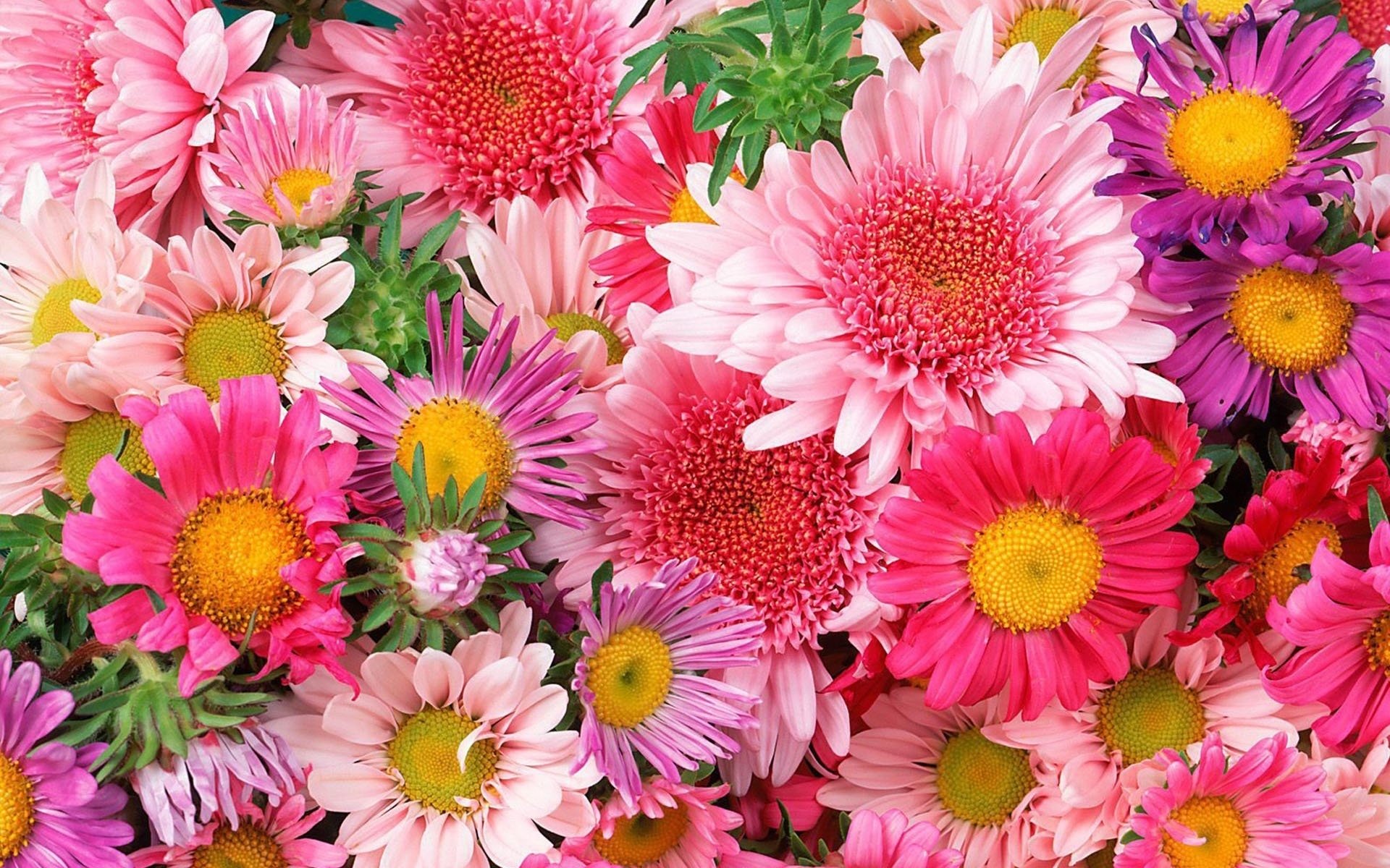 A vibrant collection of pink, purple, and yellow flowers showcasing the beauty of nature in full bloom.