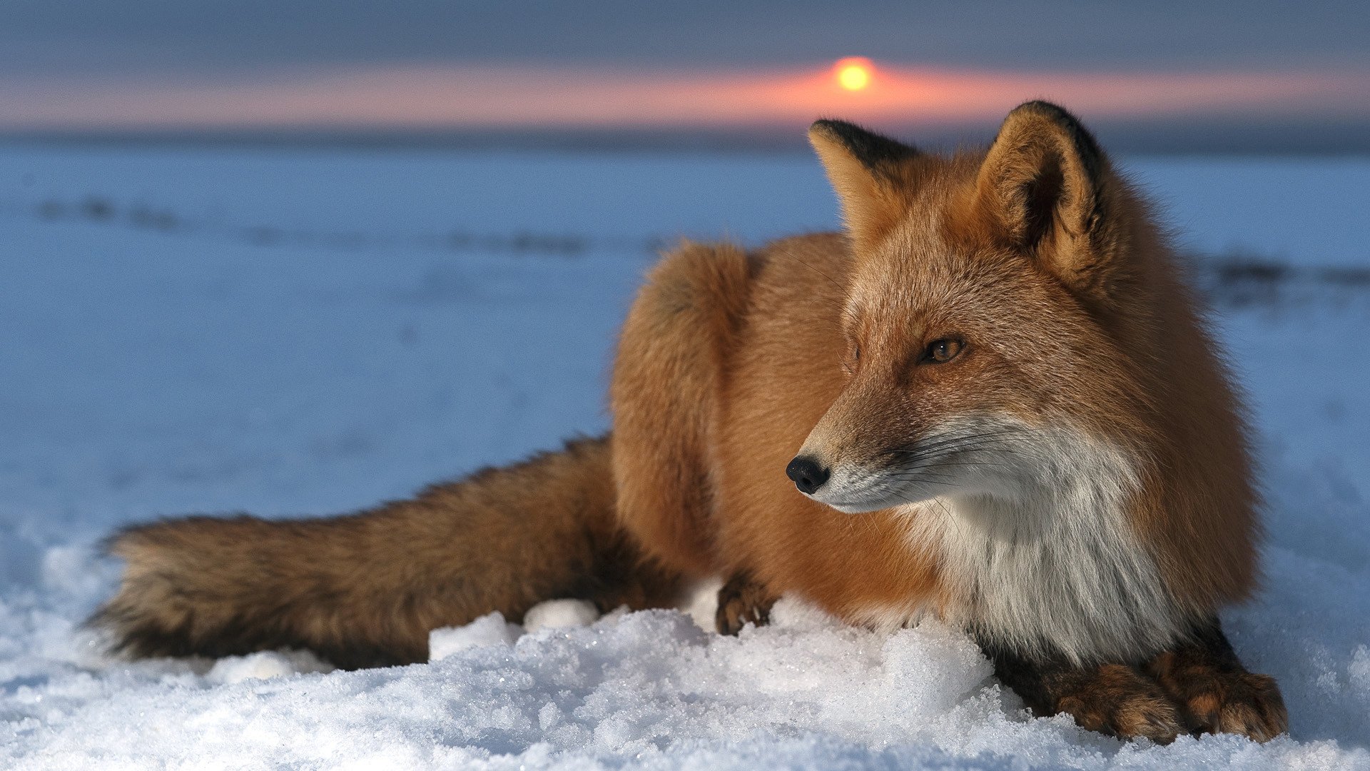 A fox lounges on the snow, its vibrant fur contrasting with the white landscape and a soft sunset in the background, creating a serene winter scene.