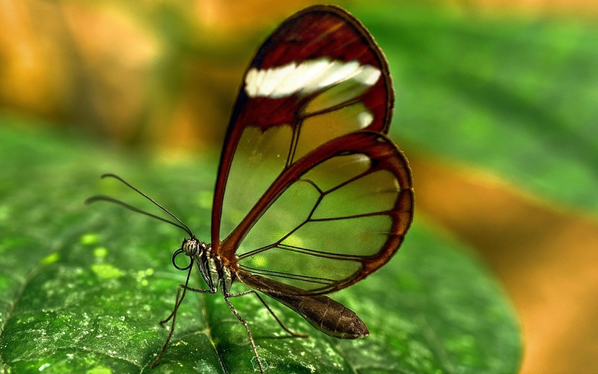 A close-up of a butterfly with transparent wings and reddish-brown edges resting on a green leaf, showcasing its delicate features against a blurred natural background.
