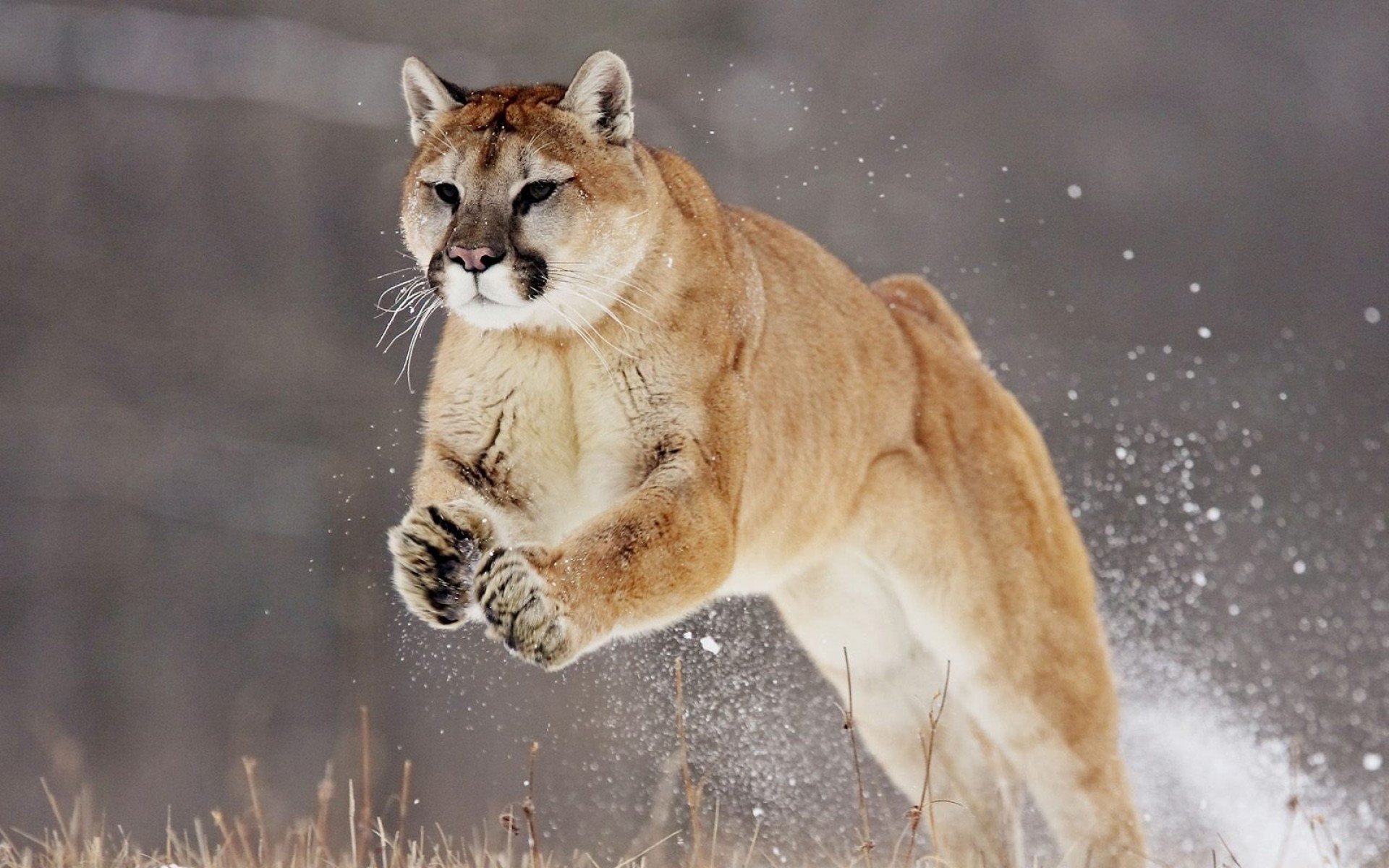 A cougar is captured mid-leap, bounding powerfully through a snowy landscape.