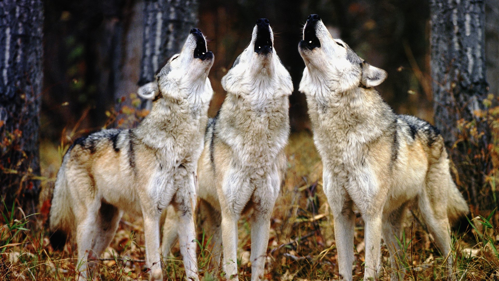 Three wolves howling together in a forested area with autumn leaves on the ground.