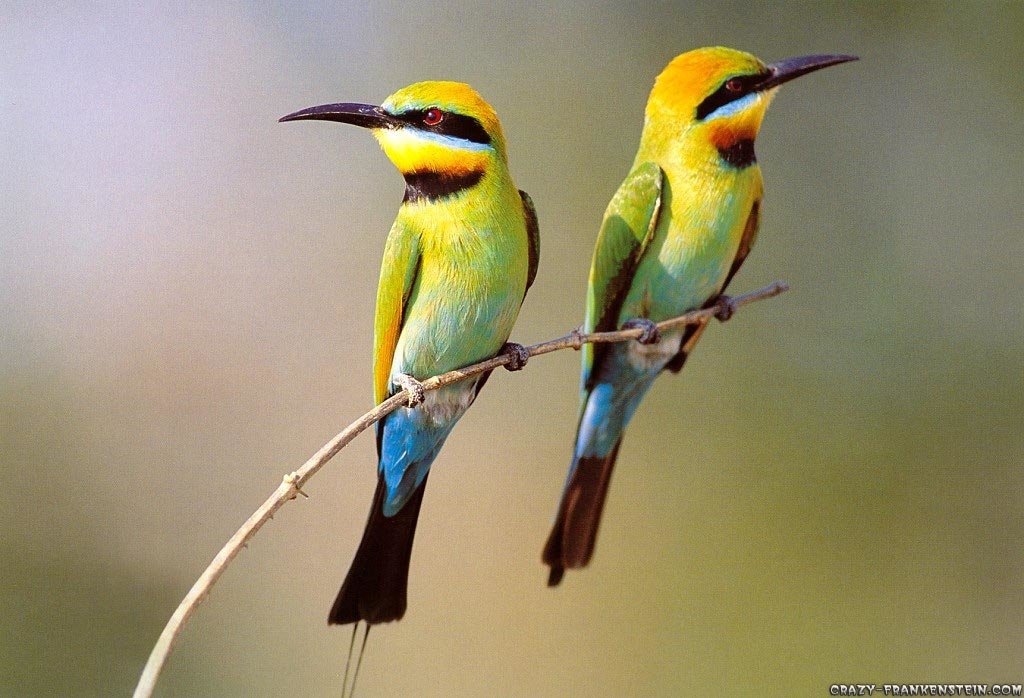 Two vibrant bee-eaters perched on a slender branch, showcasing their striking green plumage and distinctive black and yellow markings.