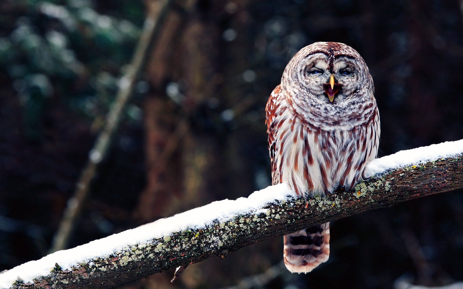 A brown and white owl perches on a snow-covered branch, expressing a call in a wintry forest, surrounded by blurred trees in the background.