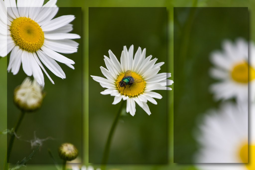 nature flower daisy bee macro photography Image