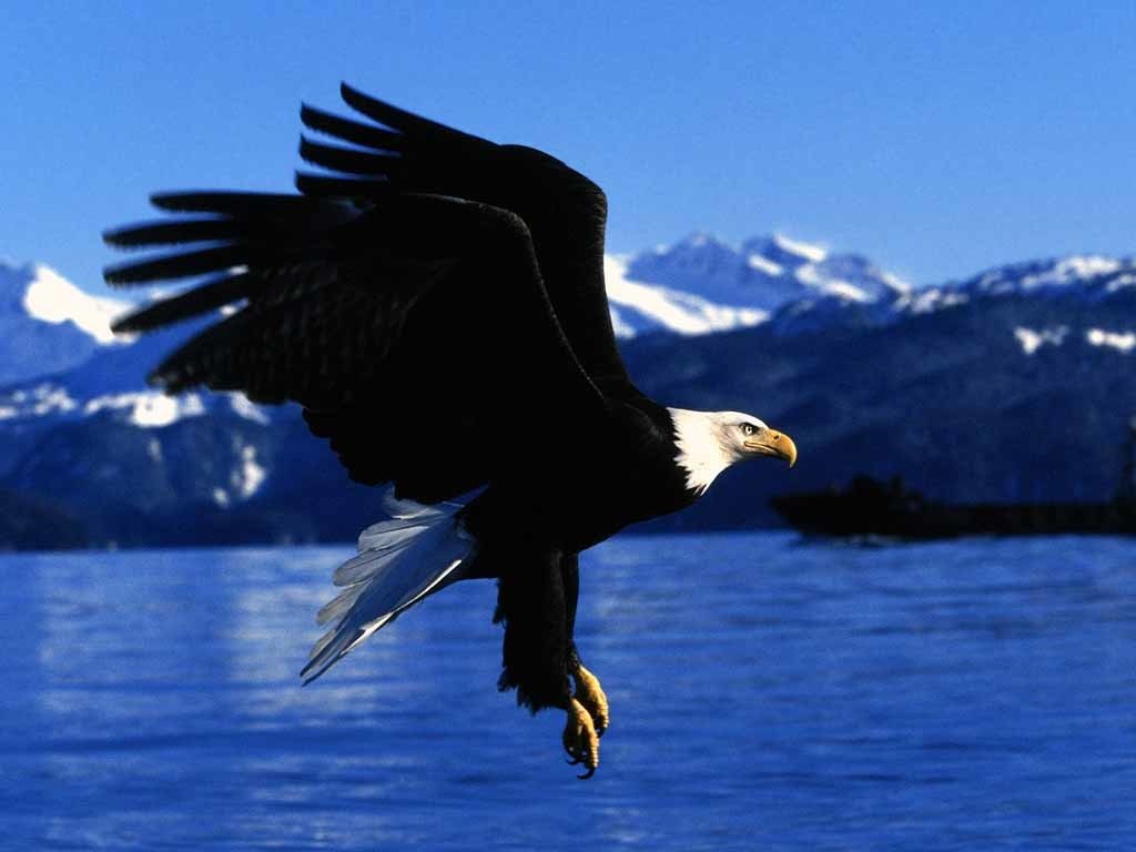 A majestic eagle soars above calm waters, with snow-capped mountains in the background, showcasing its powerful wings and striking profile.