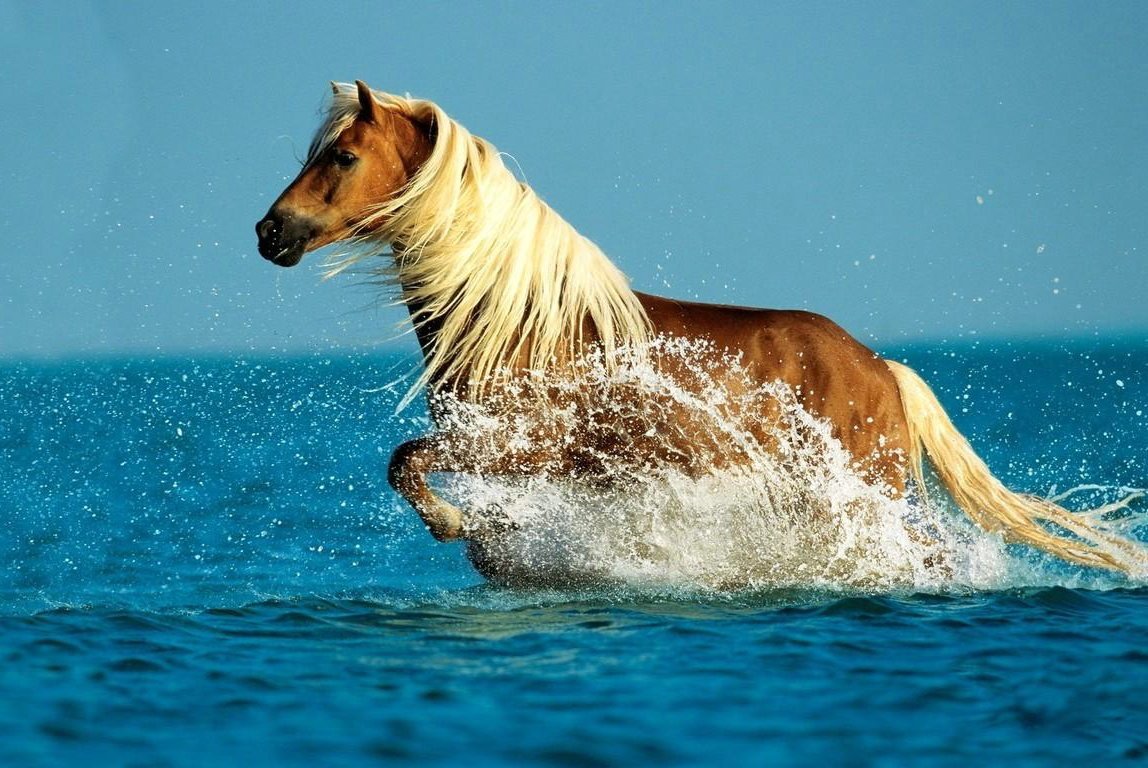 A stunning horse with a flowing mane gallops through vibrant blue water, creating splashes as it moves gracefully against the serene backdrop.