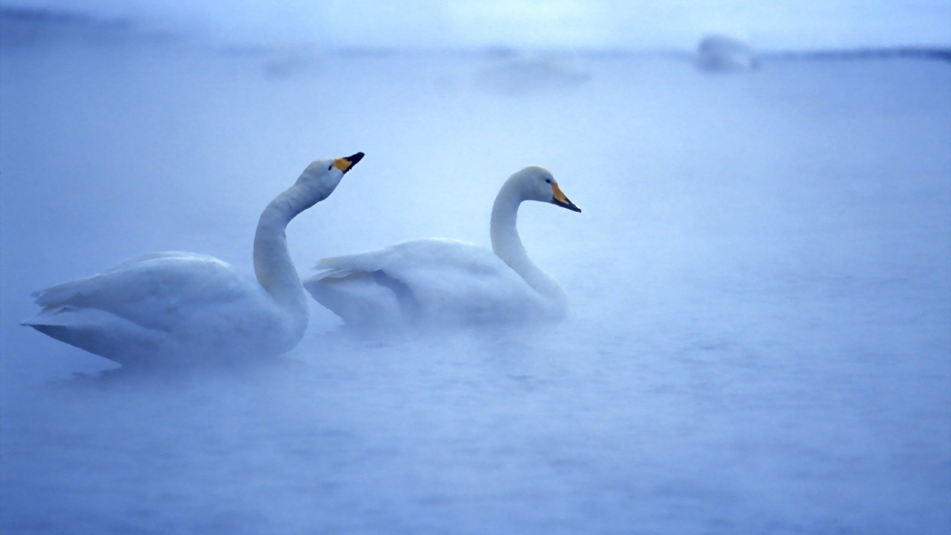 Animal swan Image