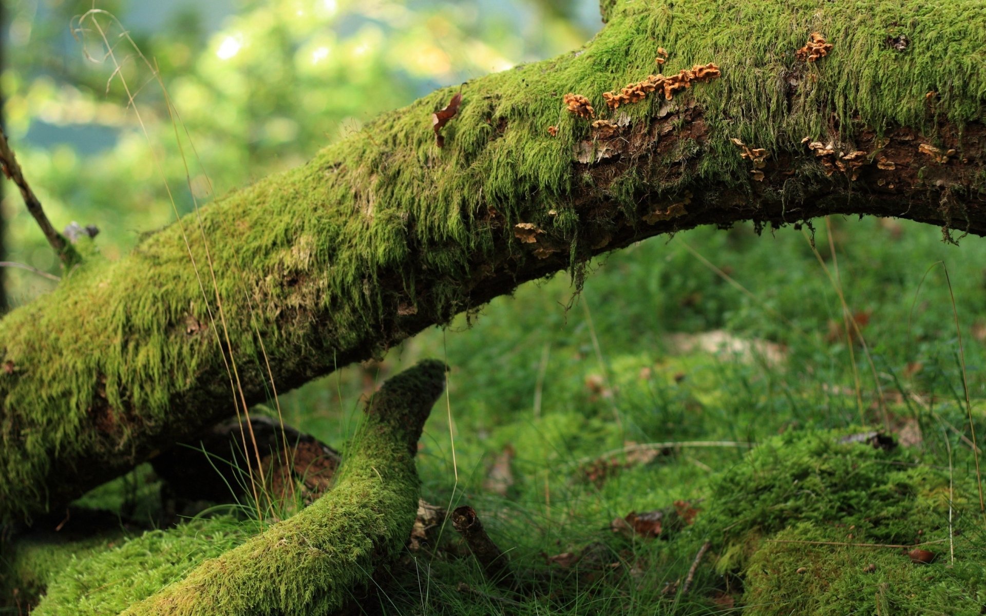 nature moss Image