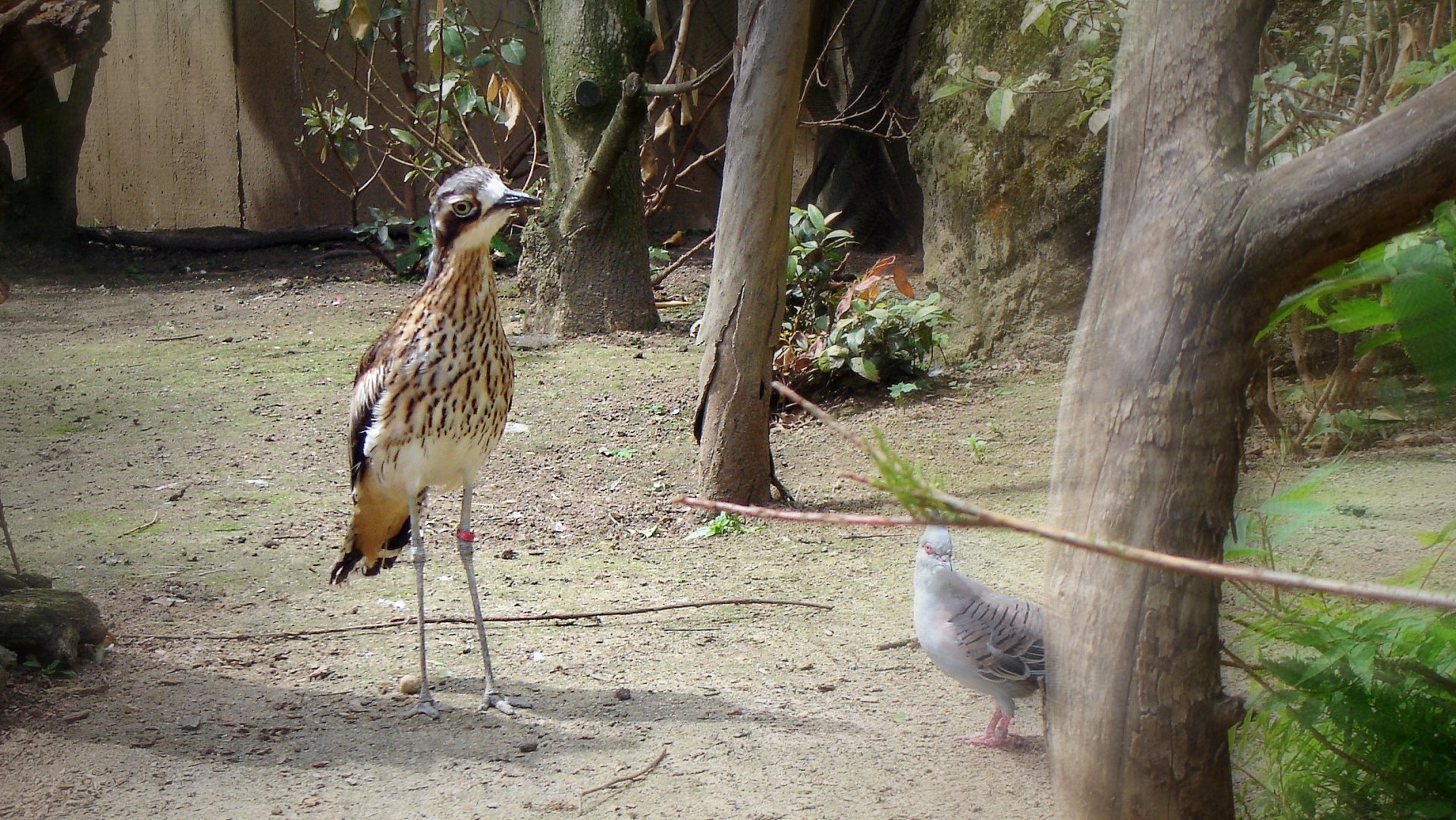 Pecking Order Image ID 266957 Image Abyss