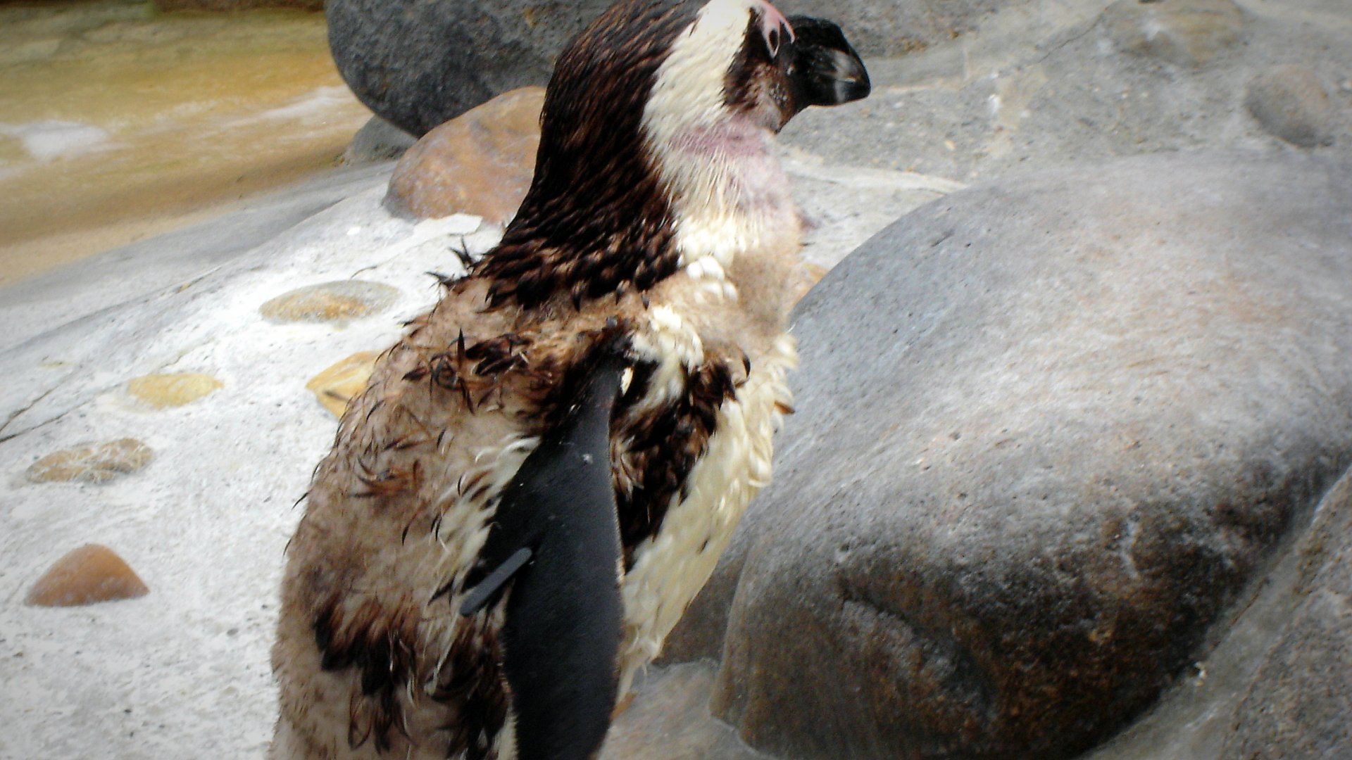 Molting penguin, an animal with patchy brown and white plumage, stands among smooth coastal rocks beside shallow water.