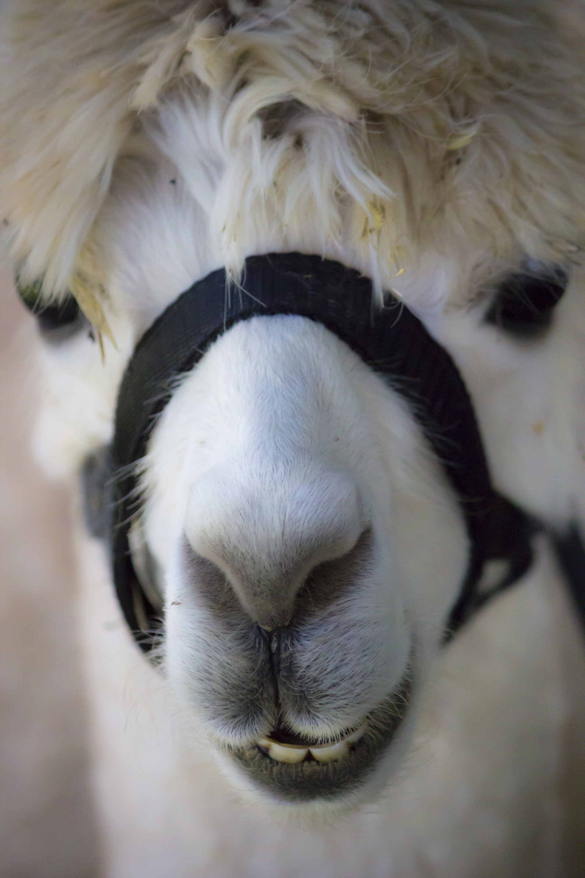 Close-up of a white goat (animal) wearing a black halter, shaggy forehead fur, visible teeth, and a soft, rounded muzzle.