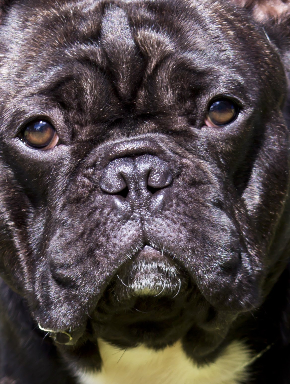 Close-up of a black French bulldog's wrinkled face, glossy wet nose and soulful brown eyes.