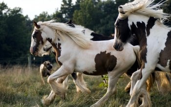 Preview Image 266248