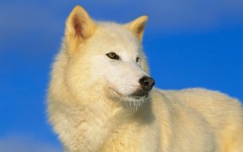 Preview Image 266619