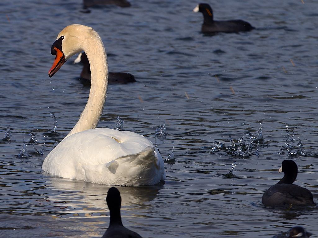 Mute swan Picture by Jon Sullivan