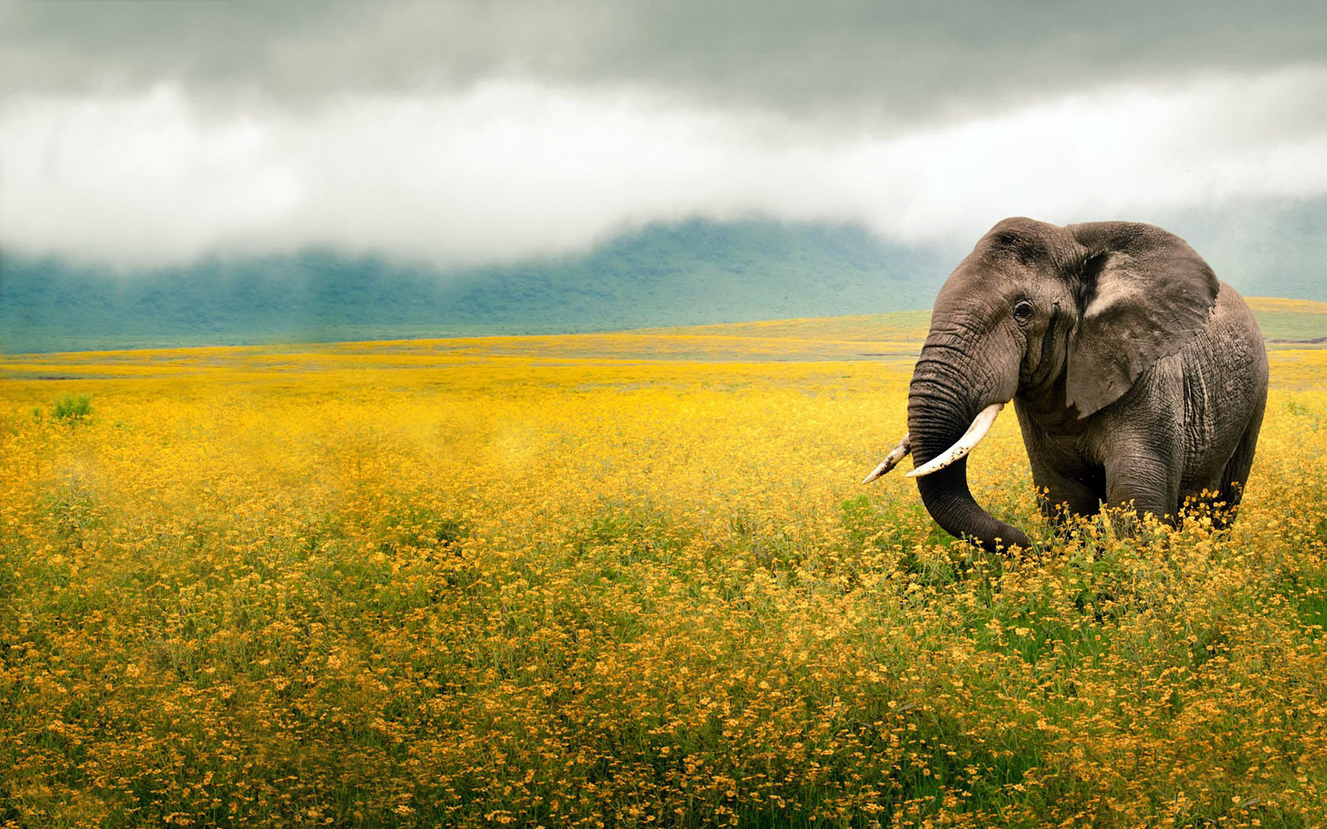 African bush elephant Picture - Image Abyss