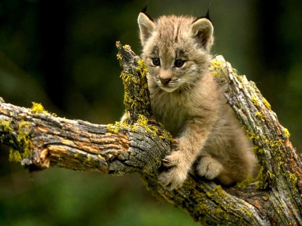 Little Bobcat
