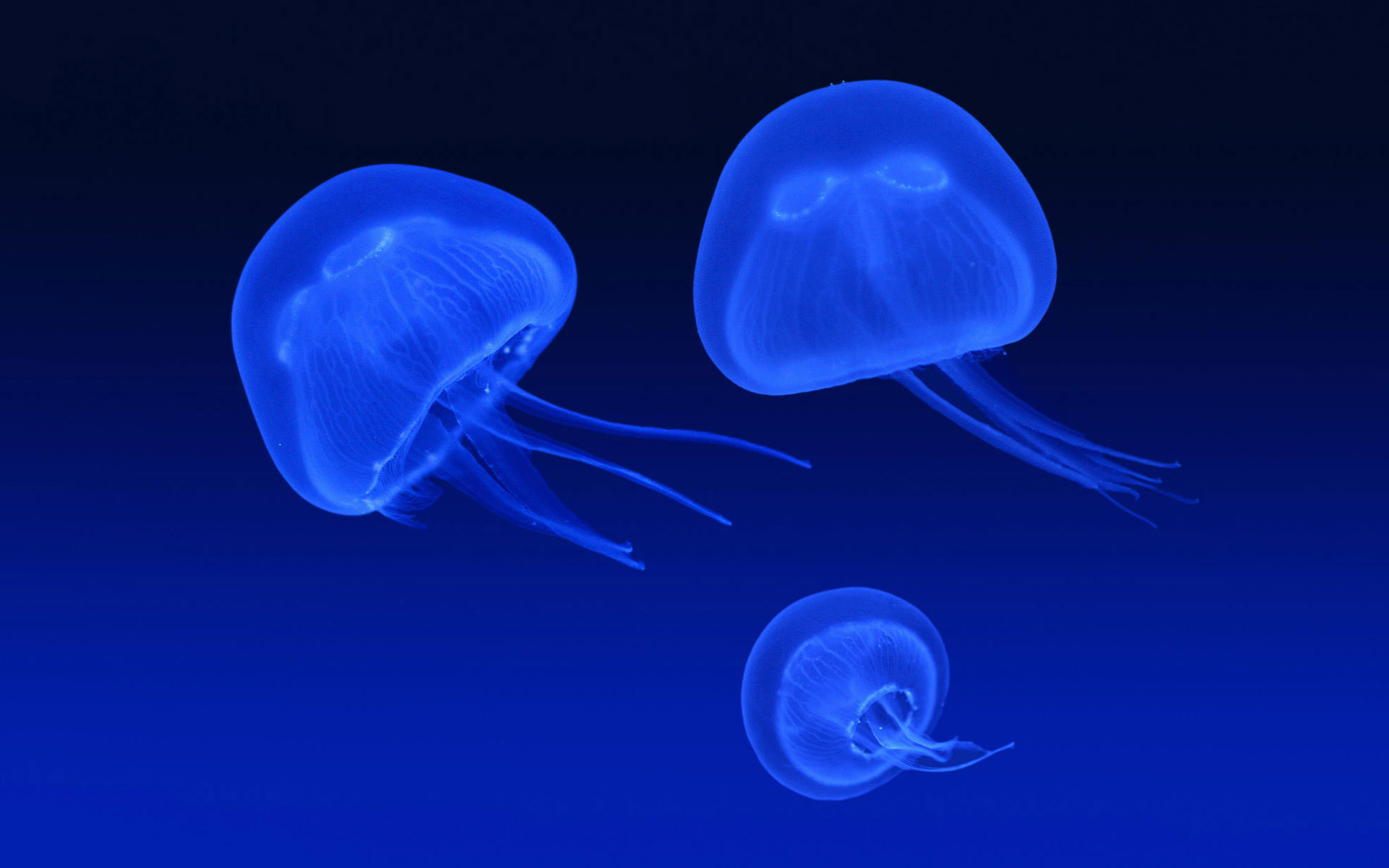 Jellyfish Picture - Image Abyss