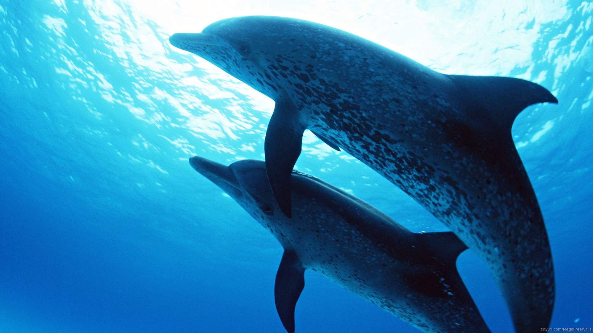 Atlantic Spotted Dolphins