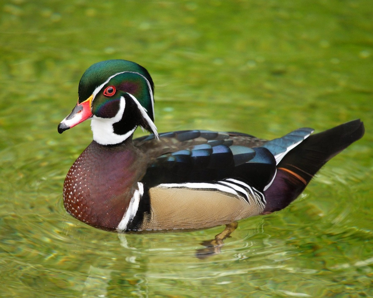 Duck Picture