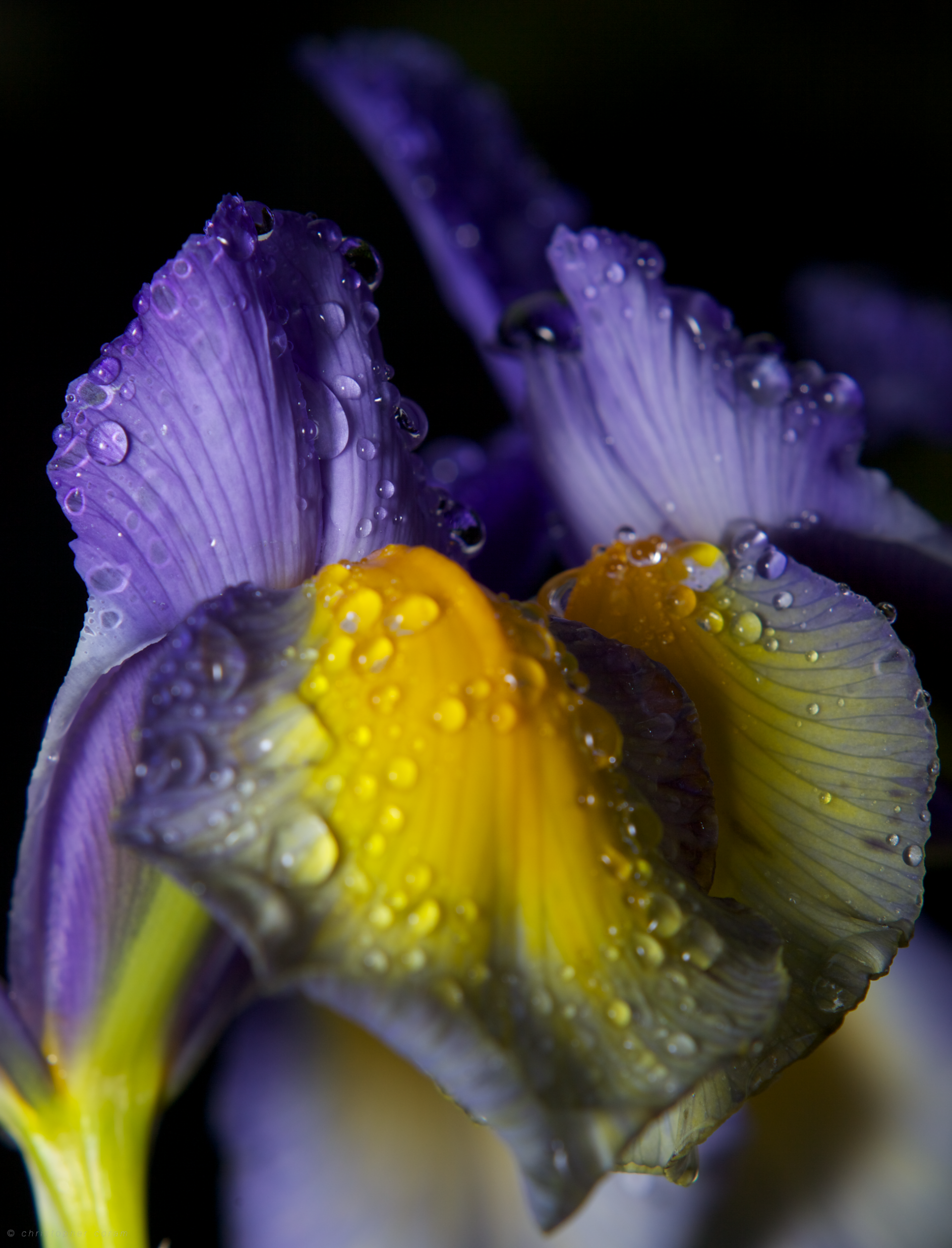 A close-up of an iris flower with vibrant purple and yellow petals adorned with glistening water droplets, showcasing the beauty of nature.