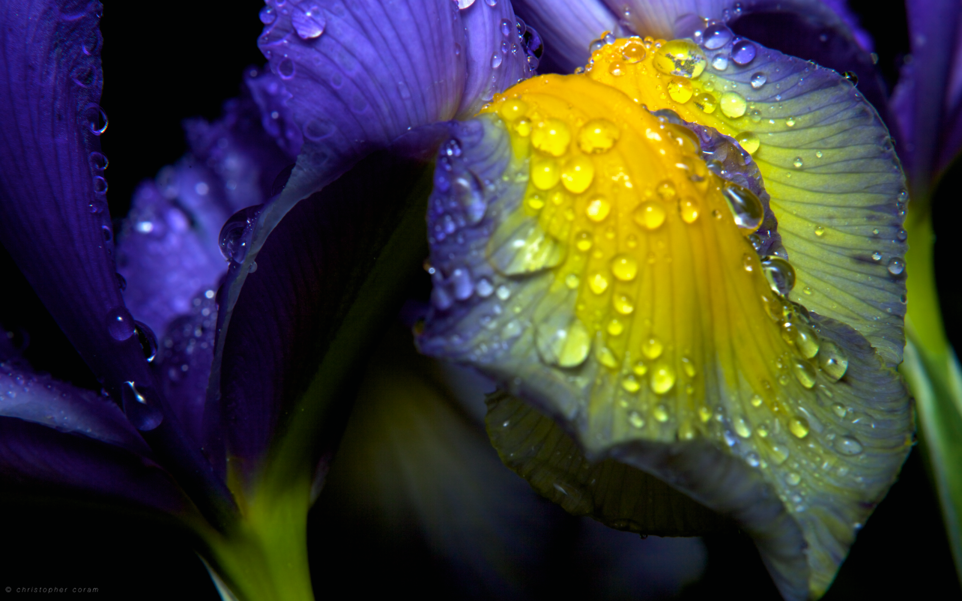 A close-up of an iris flower reveals vibrant purple and yellow petals adorned with delicate water droplets, showcasing the beauty of nature.