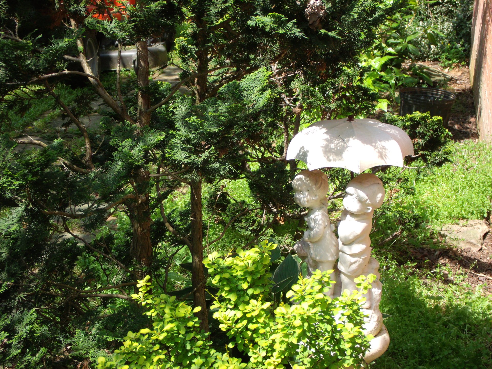  in the trees by David