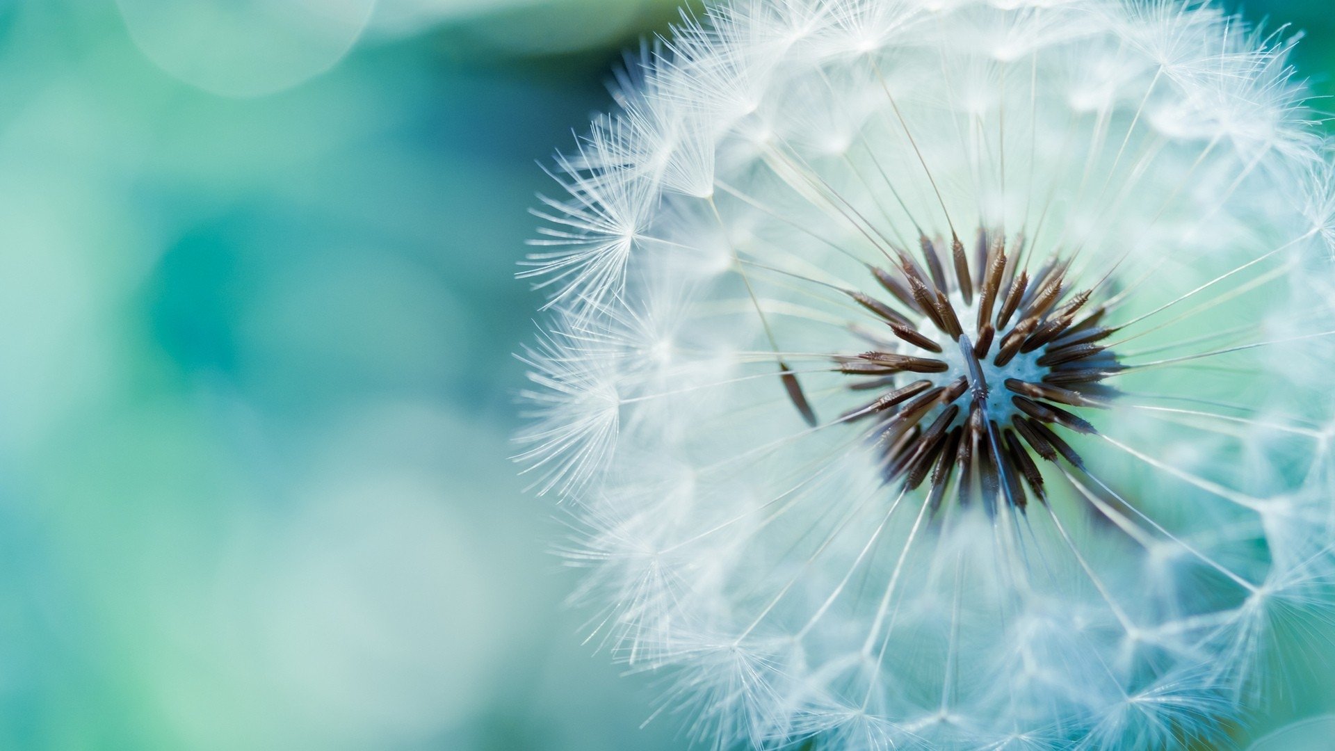 Close-up macro of a dandelion flower against a soft blue background, highlighting the delicate white seeds and natural details in a serene nature setting.