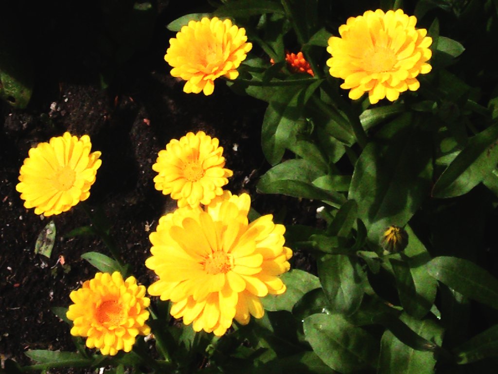 Bright yellow flowers bloom amid green leaves in a nature setting, showcasing vibrant petals against dark soil.