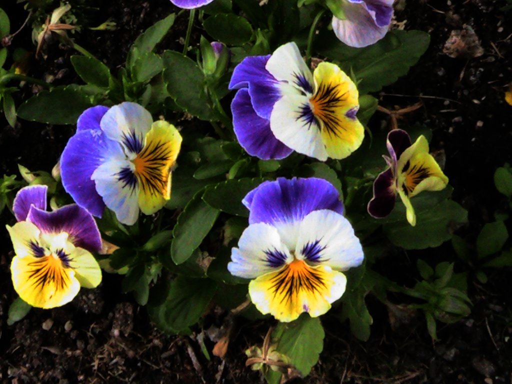 A vibrant cluster of pansy flowers in shades of purple, yellow, and white, surrounded by lush green foliage, showcasing the beauty of nature.
