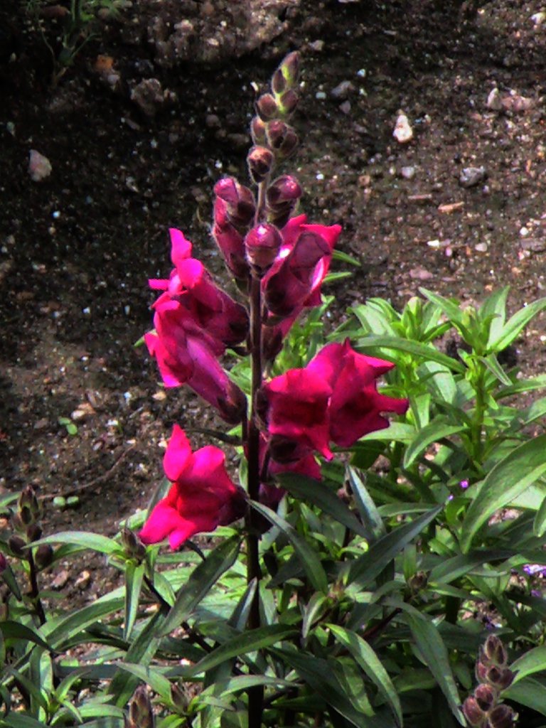 A vibrant pink flower blooms amidst green leaves in a natural outdoor setting, with soil and small stones visible in the background.