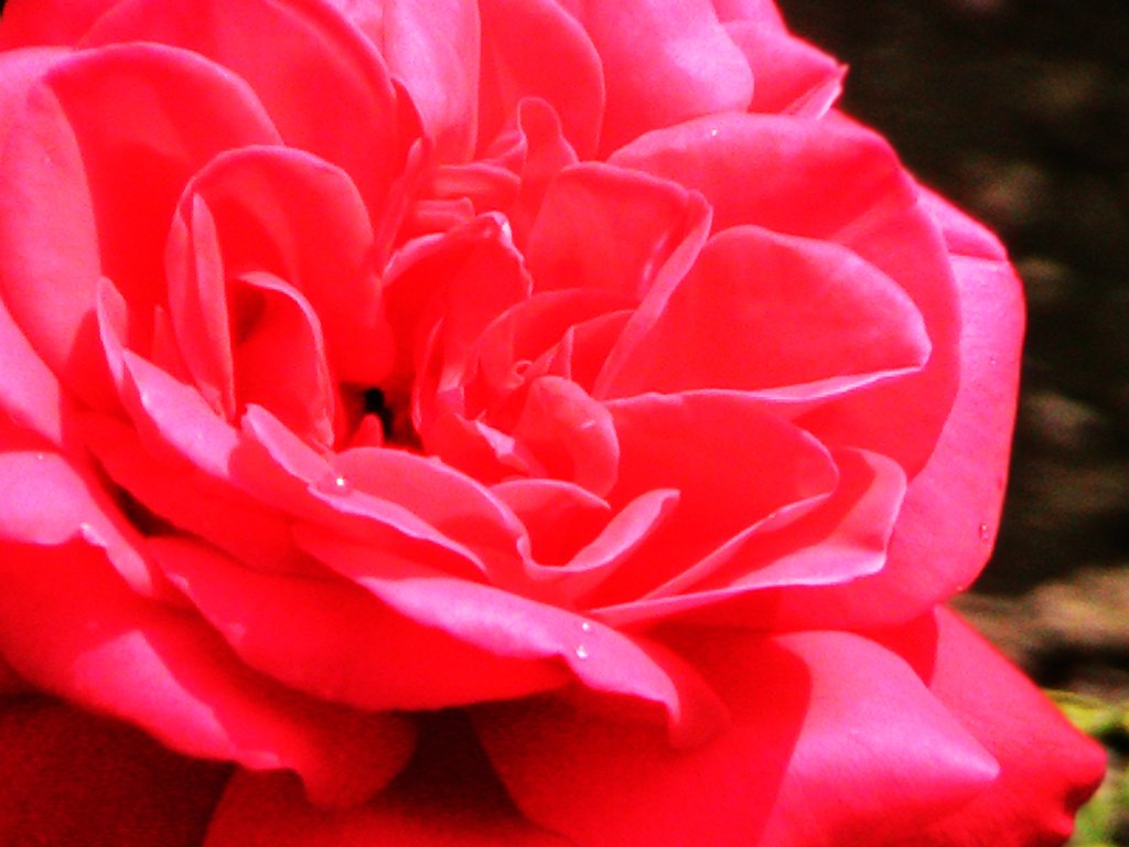 A close-up of a vibrant pink rose, showcasing its delicate petals and rich color, exemplifying the beauty of nature and flowers.