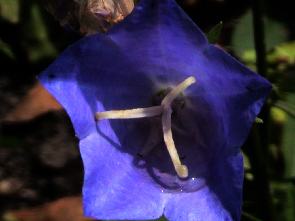 A vibrant blue flower captures the beauty of nature, showcasing delicate petals and intricate details in its center.