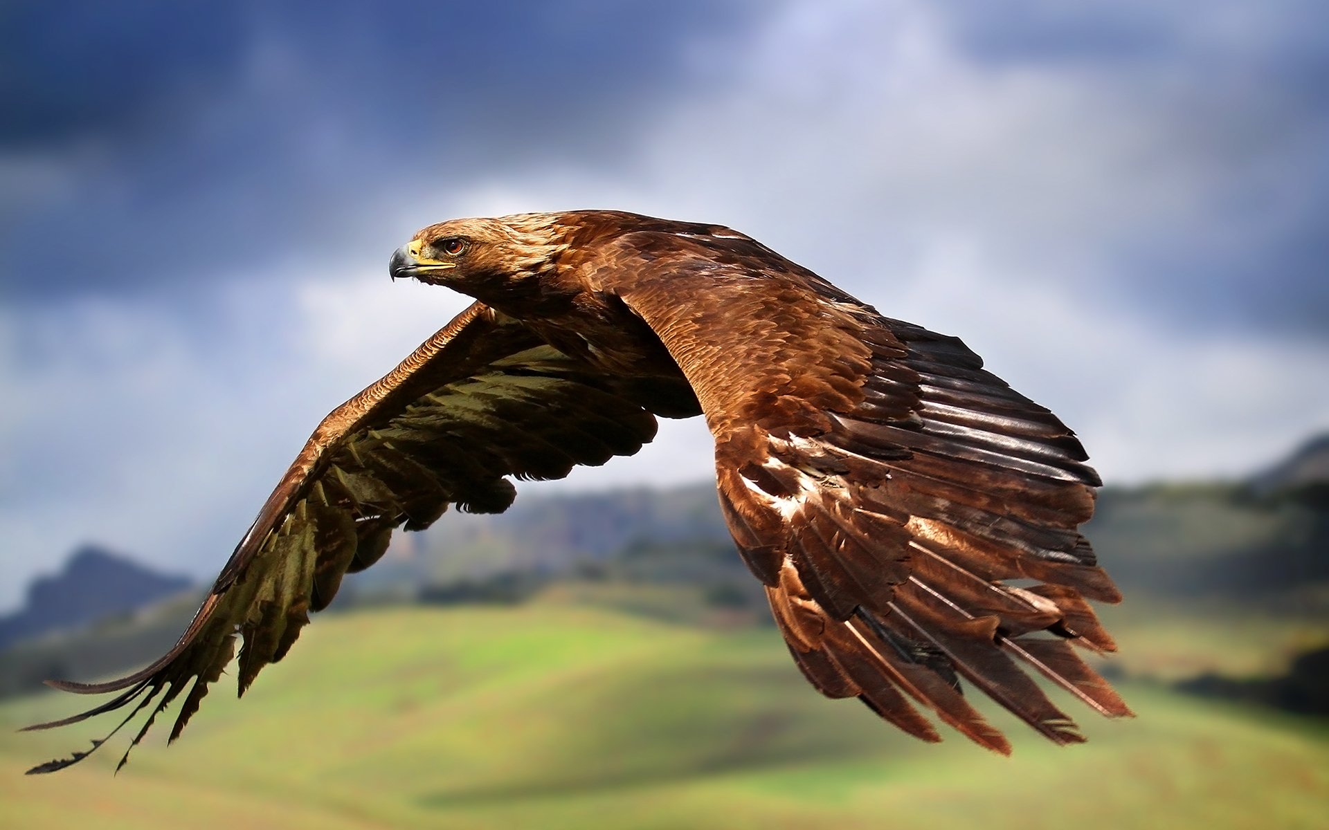 A majestic bird of prey, a golden eagle, soars gracefully against a backdrop of rolling green hills and dramatic clouds.