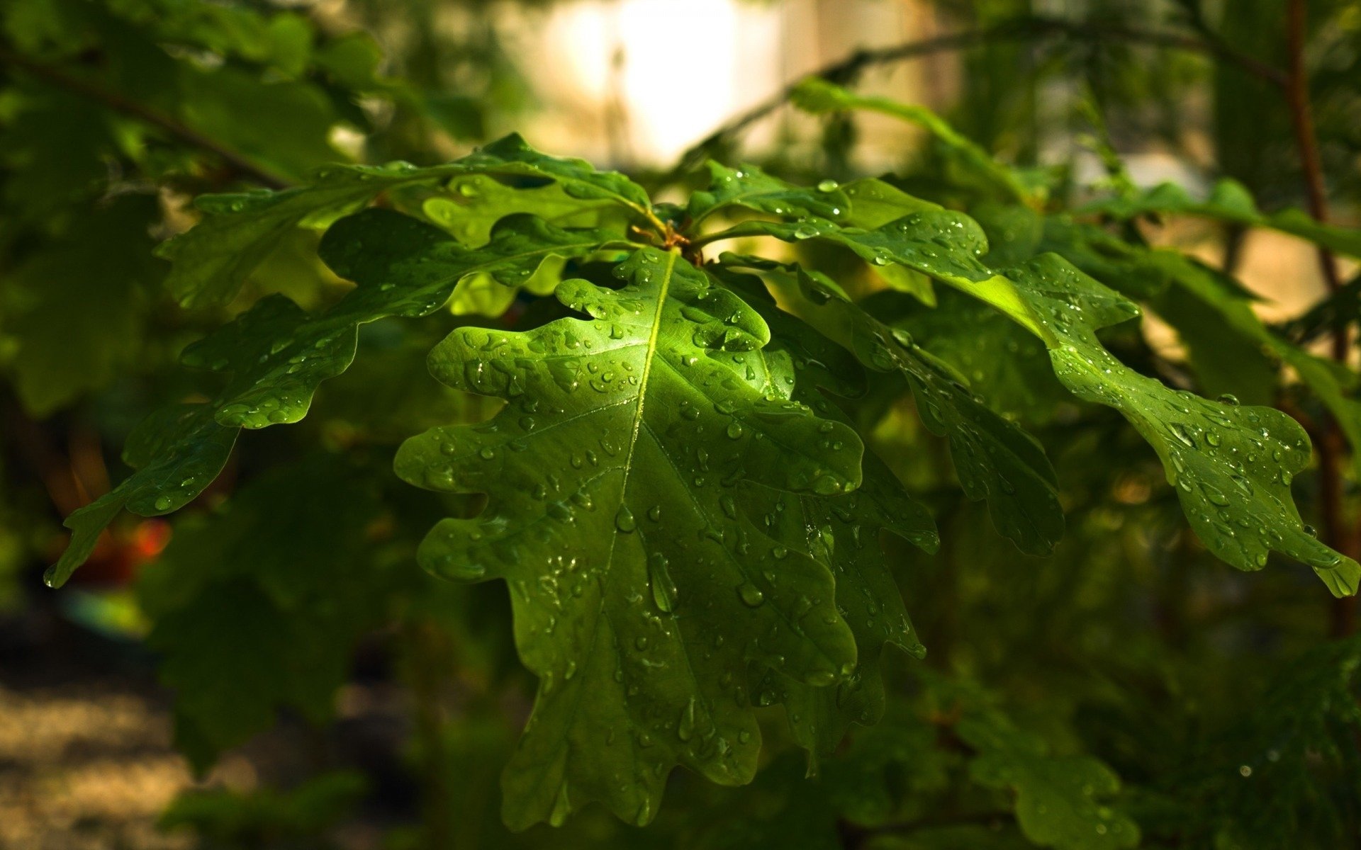 wet leaf Image ID 267255 Image Abyss