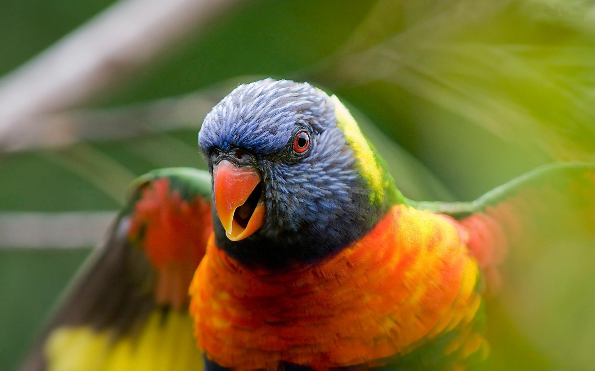 A vibrant rainbow lorikeet perched amidst greenery, showcasing its striking plumage of blue, green, and orange while calling out with a lively expression.