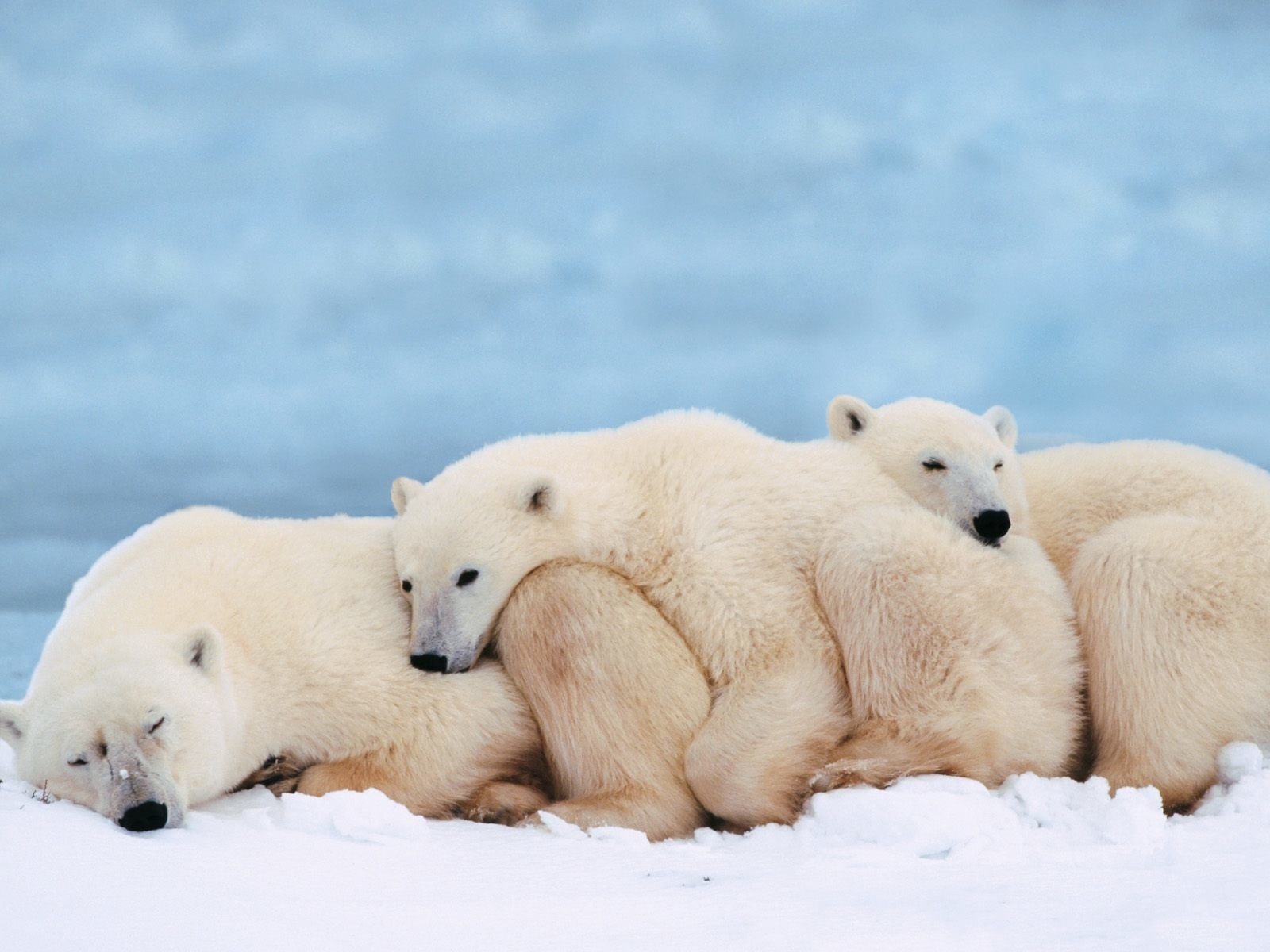 Four polar bears huddled together, asleep on snow with a pale blue, icy backdrop.