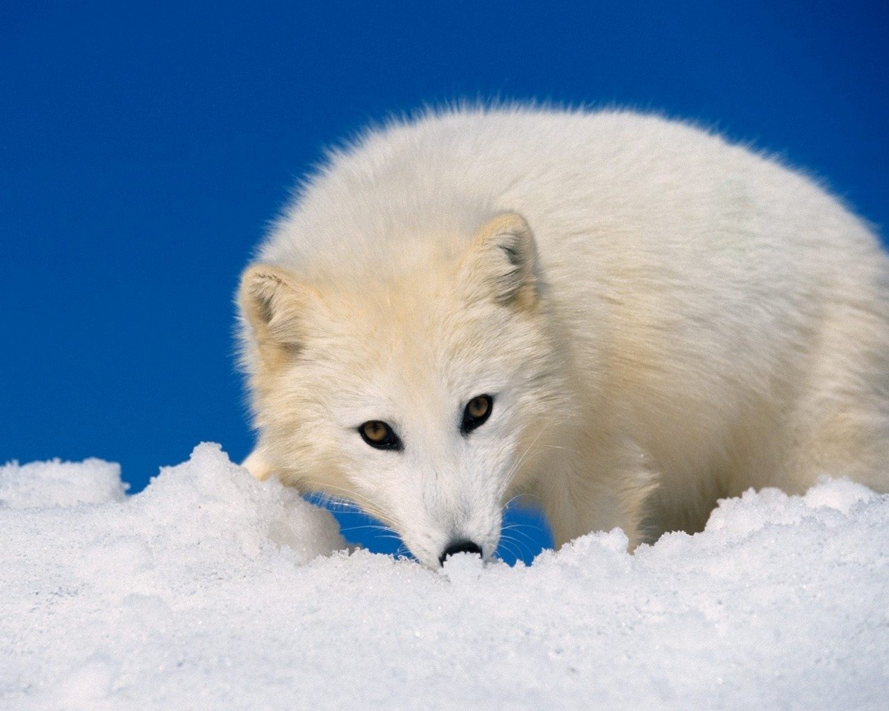 An arctic fox with a thick, white coat sniffs the snow, set against a vibrant blue sky, showcasing its adaptation to the icy landscape.