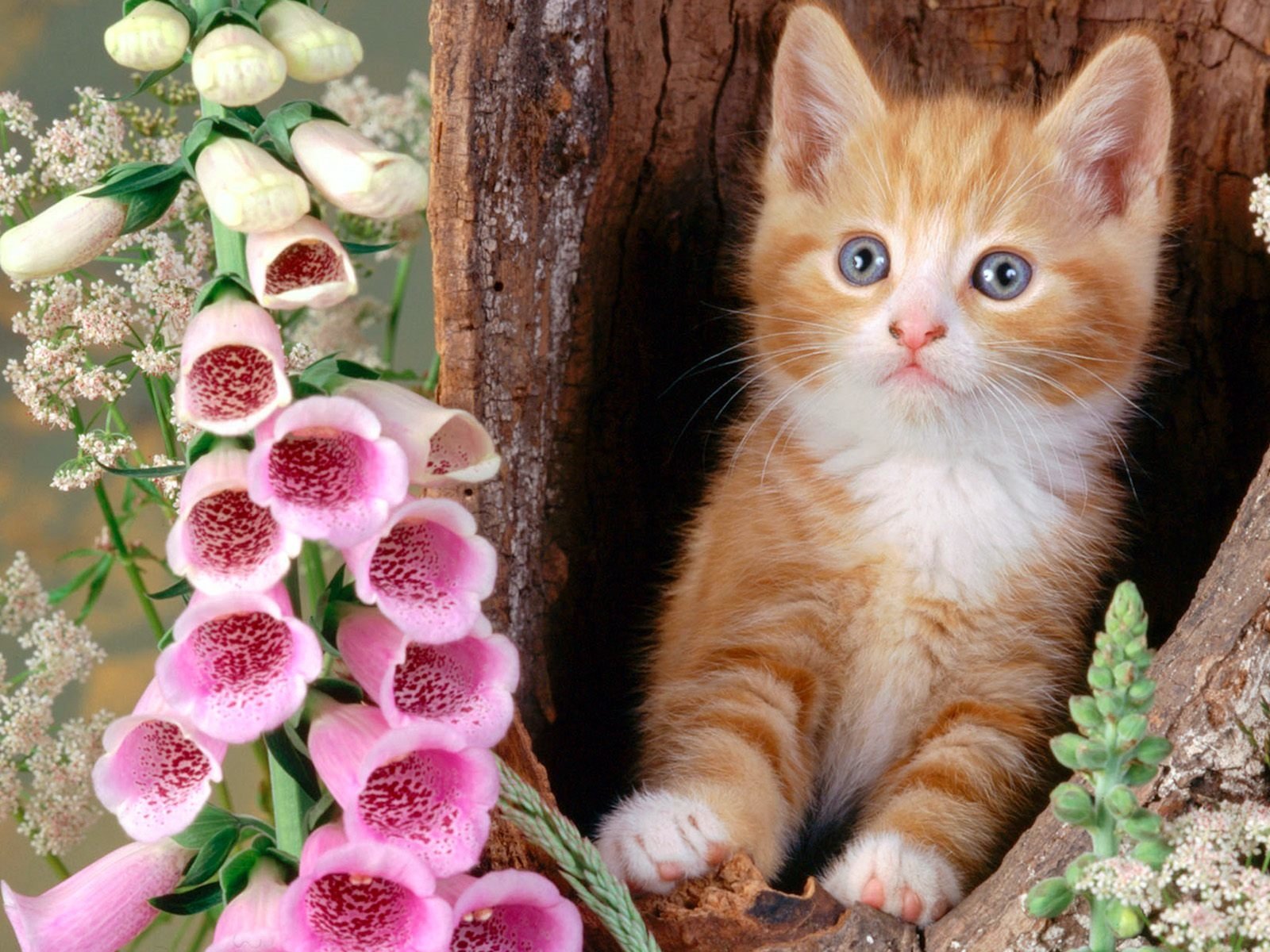 A curious orange and white kitten peeks out from a tree hollow, surrounded by vibrant pink foxgloves and delicate greenery, creating a charming floral scene.