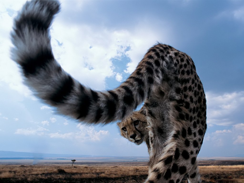 A cheetah walks gracefully across the African landscape, its distinctive spotted coat and long tail highlighted against a dramatic sky.