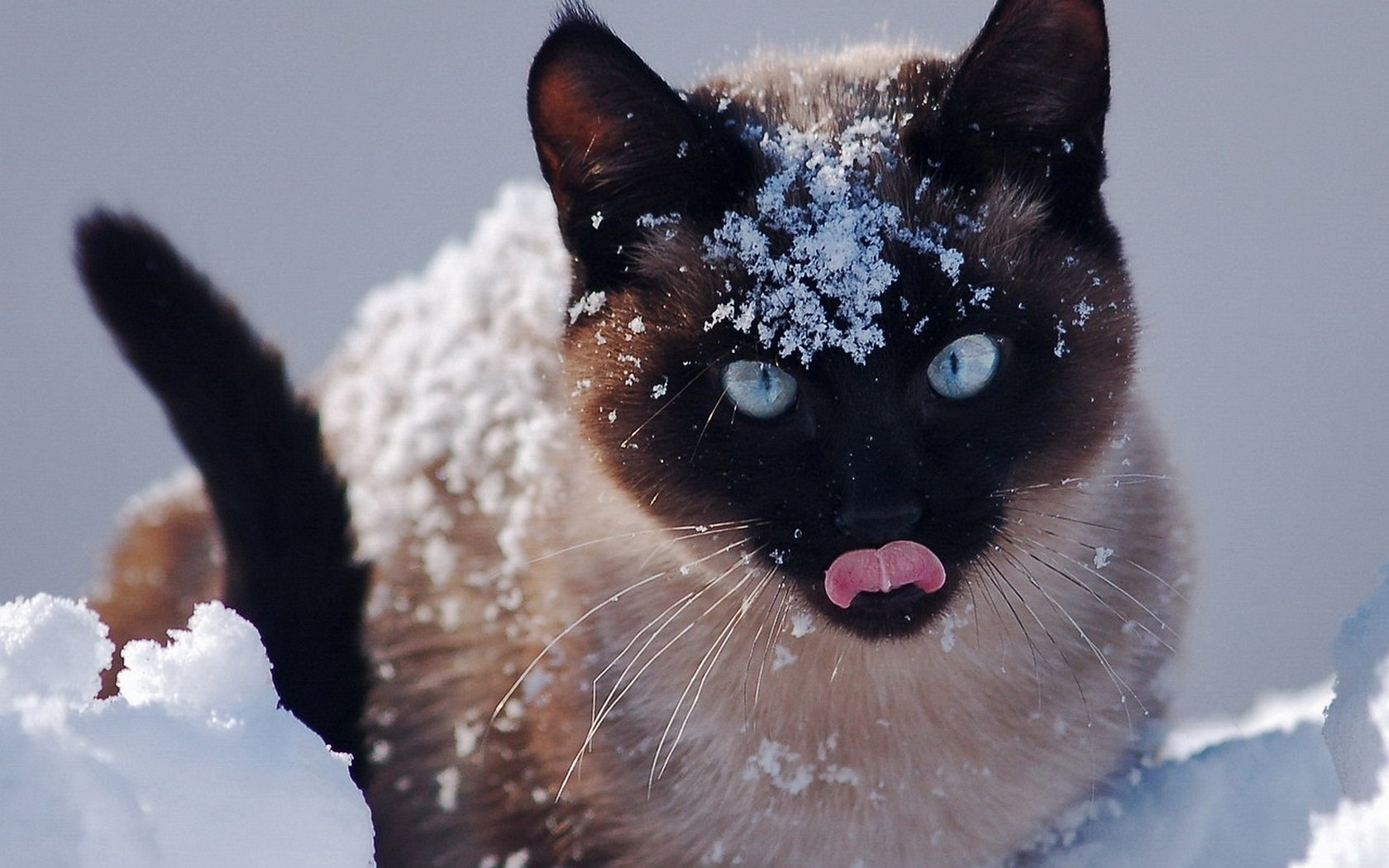 Snowy Siamese Image ID 267342 Image Abyss