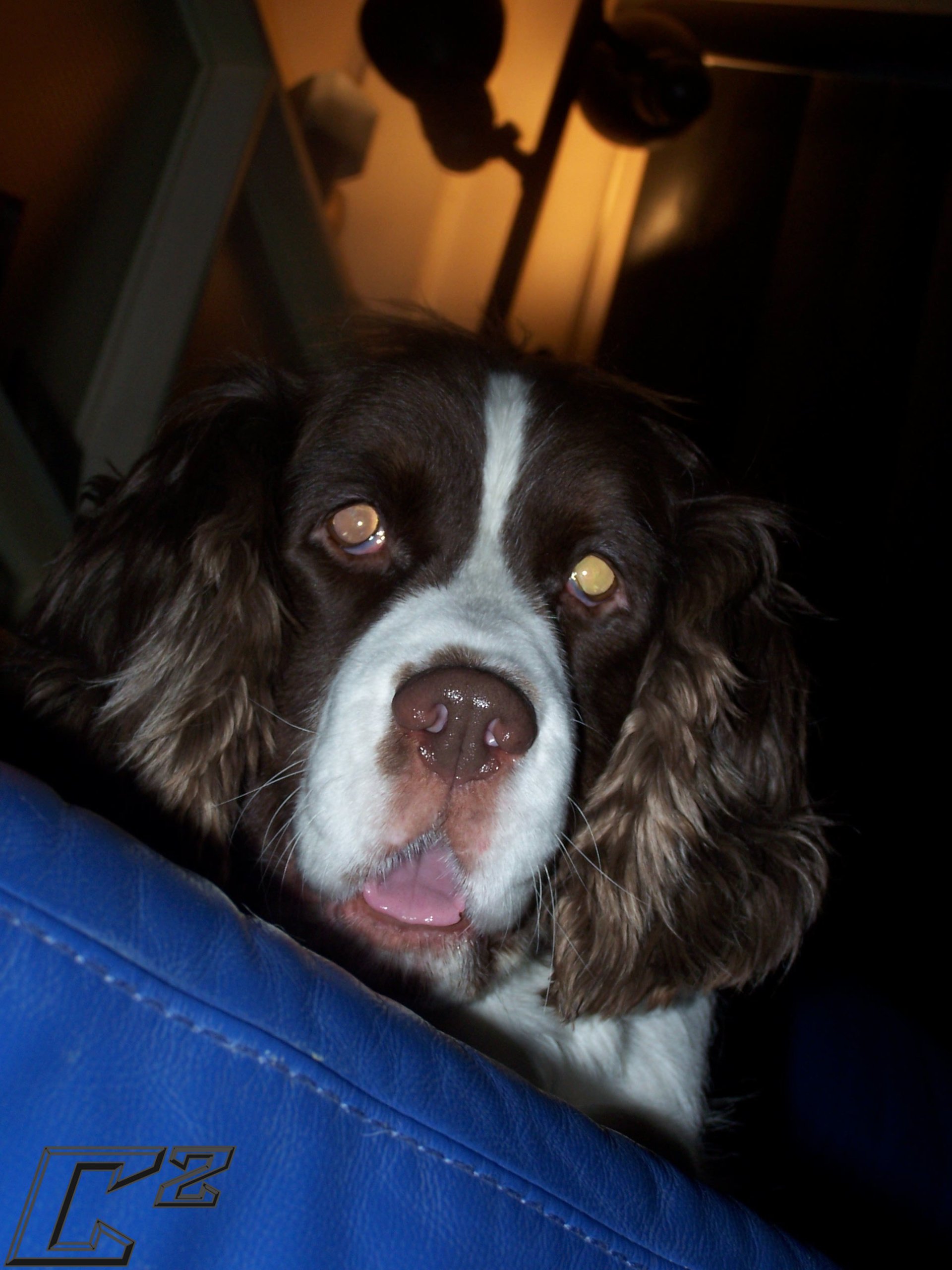 Close-up of an English Springer Spaniel with wavy fur and expressive eyes resting near a blue surface indoors.