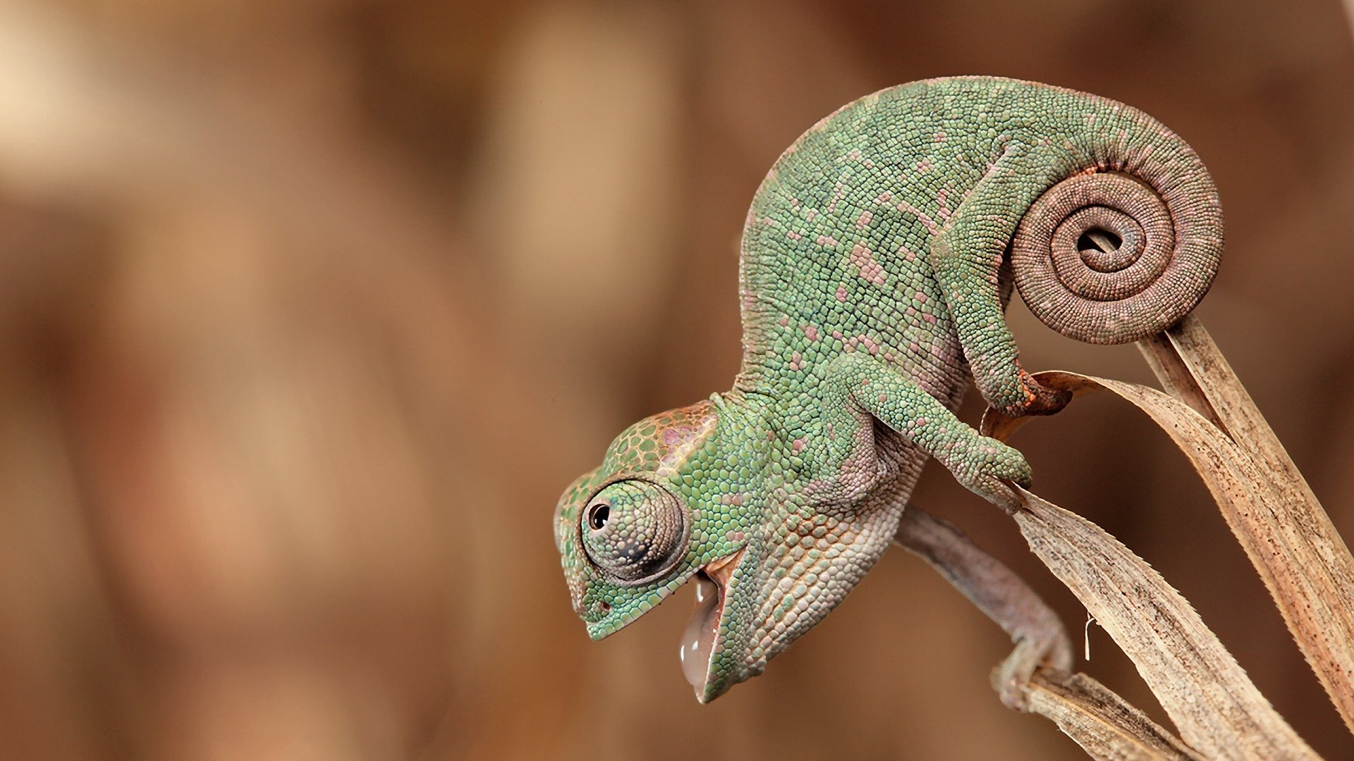 Animal chameleon Image