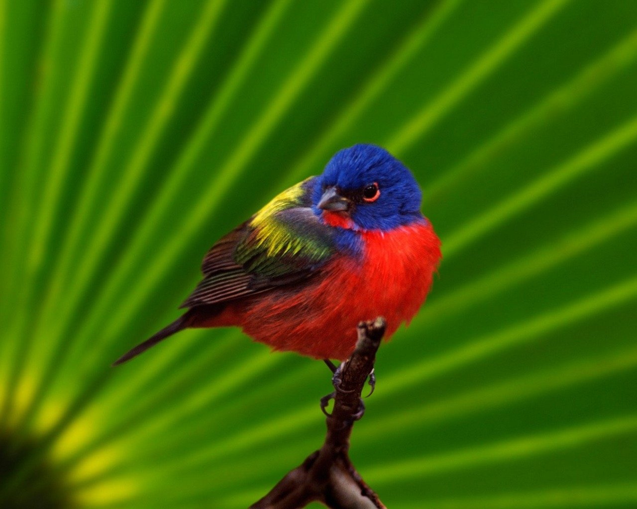 A vibrantly colored bird with a blue head, red underparts, and greenish-yellow accents perches on a branch against a striking green background.