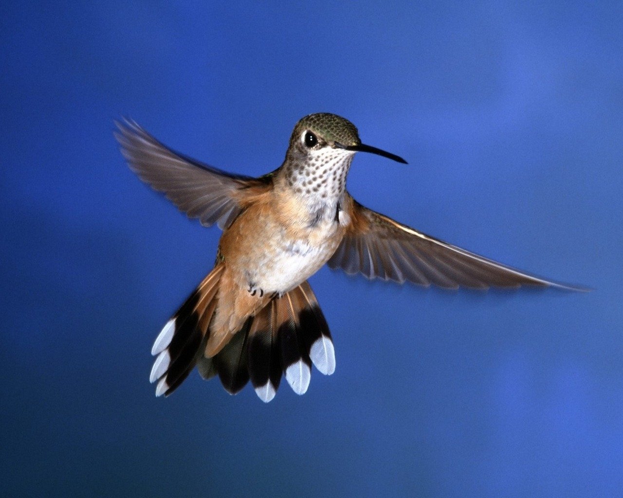 Animal hummingbird Image